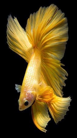 Петушок Халф Мун золотой самец( Betta male Halfmoon gold)