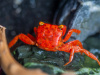 Краб Ред Руби (Geosesarma sp.) томат Самка