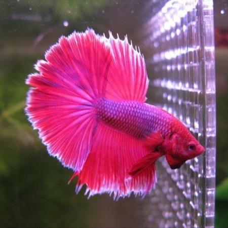 Петушок Супер Дельта розовая бабочка самец (Betta-splendens-Super-Delta-Pink-Butter)