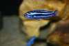 Цихлида Меланохромис Майнгано (Pseudotropheus cyaneorhabdos)