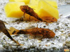 Анциструс триколор (Ancistrus dolichopterus var tricolor) сом - присоска. 3-3,5 см