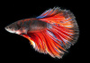 Петушок Супер Дельта красная бабочка самец (Betta-splendens-Super Delta-Red-Butterfy)