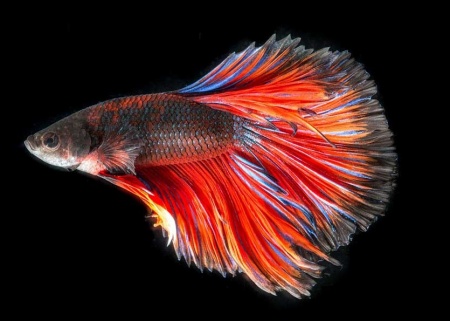 Петушок Супер Дельта красная бабочка самец (Betta-splendens-Super Delta-Red-Butterfy)