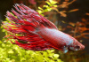 Петушок Коронохвостый розовый самец (Betta-crown-tail-pink)