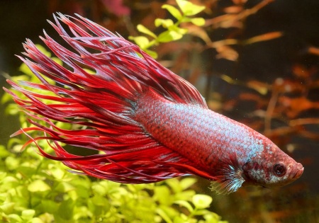 Петушок Коронохвостый розовый самец (Betta-crown-tail-pink)