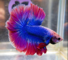 Петушок Супер Дельта красно-фиолетовый самец (Betta Super Delta betta-red-violet-suite-)