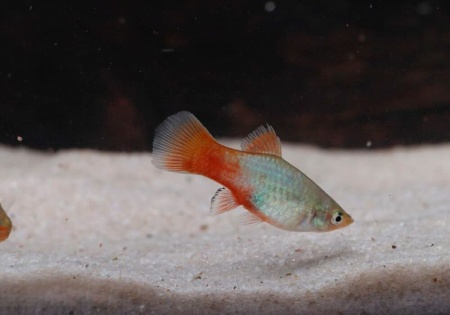 Пецилия голубой корал (Xiphophorus maculatus Blue Coral Platy)