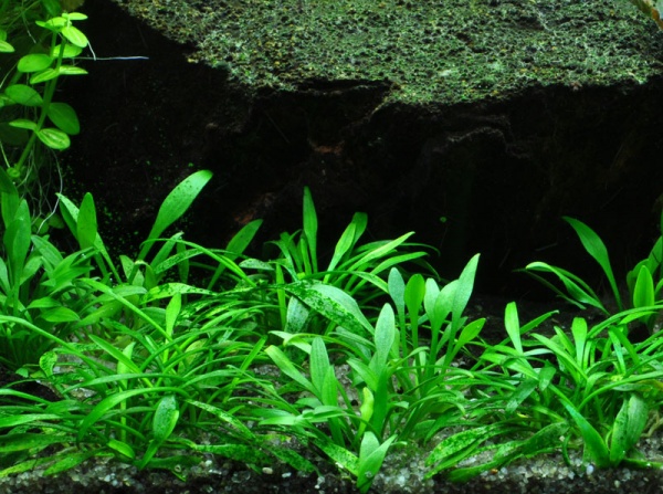 Криптокорина парва (Cryptocoryne parva)