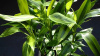 Драцена (Dracaena sanderina)