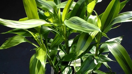Драцена (Dracaena sanderina)