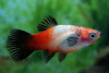 Пецилия триколор (Xiphophorus maculatus Showa Tricolor Platy)