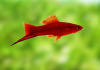 Меченосец Геллера красный (Xiphophorus helleri red)