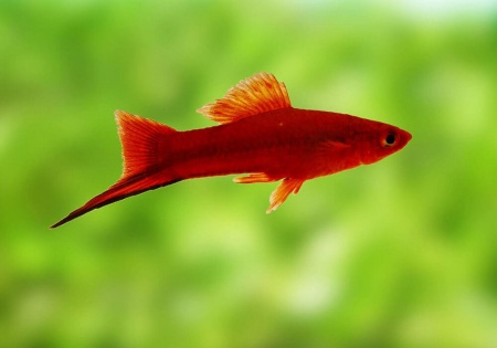 Меченосец Геллера красный (Xiphophorus helleri red)