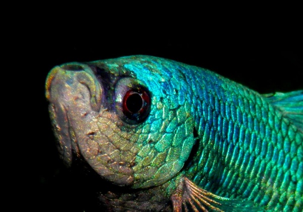 Петушок Супер Дельта изумрудный самец (etta-splendens-Super-Delta-emerald)