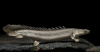 Полиптерус Сенегальский (Polypterus senegalus) 5-6 см 
