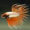 Петушок Коронохвостый золотой самец (Betta-splendens-crown-tail-gold)