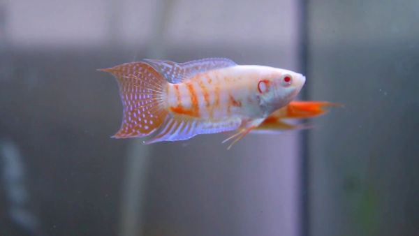 Макропод альбинос (Macropodus opercularis) 4-4,5 см