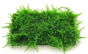 Мох рождественский - крисмас (Christmas Moss, Vesicularia montagnei)