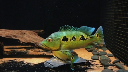 ЦИХЛА ОРИНОКО (Cichla orinocensis) 4-4,5 см