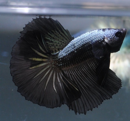 Петушок Супер Дельта черный дракон самец (betta-MALE super-delta-black-)