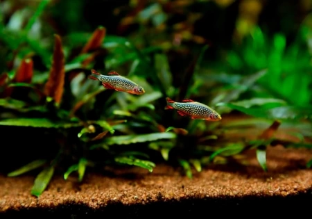 Микрорасбора галактика (Danio margaritatus) 1,1-1,23 см 