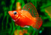 Моллинезия оранжево красная парусная  (Poecilia velifera Red Sunset Sailfin Molly)