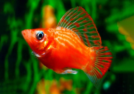 Моллинезия оранжево красная парусная  (Poecilia velifera Red Sunset Sailfin Molly)