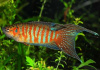 Макропод обыкновенный (Macropodus-opercularis)