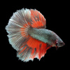 Петушок Супер Дельта красная бабочка самец (Betta-splendens-Super Delta-Red-Butterfy)