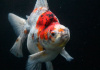 Риукин ситцевый короткохвостый (Goldfish Ryukin short tail calico)