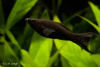 Моллинезия черная лирохвостая (Poecilia sphenops Black lyretail Molly)