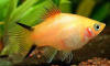 Пецилия золотая комета (Xiphophorus maculatus Golden Comet Platy)
