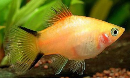 Пецилия золотая комета (Xiphophorus maculatus Golden Comet Platy)