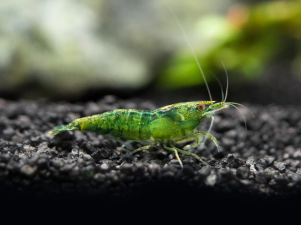 Креветка Бабаулти (Caridina babaulti)