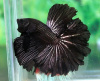 Петушок Халф Мун черный  дым самец (Betta-splendens-Halfmoon-Black)