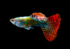 Гуппи красный леопардовый (Guppy Red Leopard)