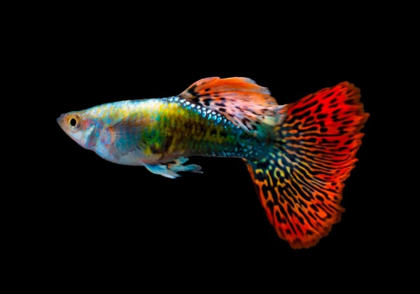 Гуппи красный леопардовый (Guppy Red Leopard)