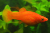 Моллинезия оранжевая (Poecilia sphenops orange Molly)