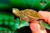 Западная Расписная Краснобрюхая черепаха (Pseudemys rubriventris)