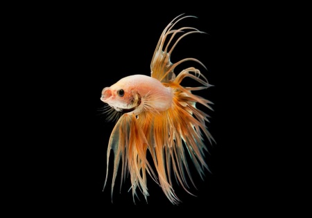 Петушок Коронохвостый золотой самец (Betta-splendens-crown-tail-gold)