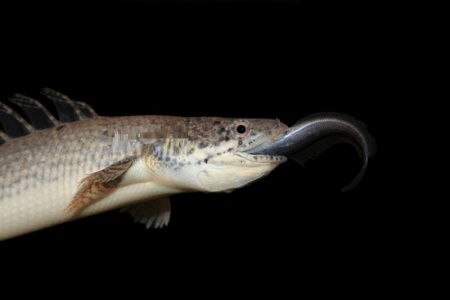 Полиптерус Сенегальский (Polypterus senegalus) 5-6 см 