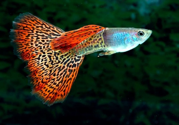 Гуппи красный леопардовый (Guppy Red Leopard)