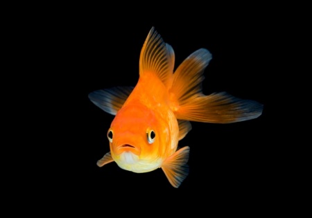 Риукин красный вуалехвостый  (Goldfish Ryukin red veiltail)