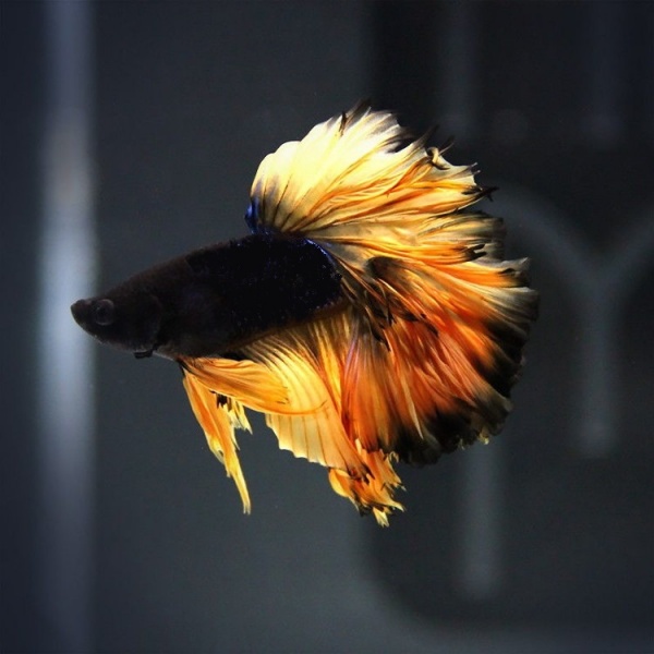 Петушок Халф Мун черное золото самец (betta cockerel male tailed-black-gold)