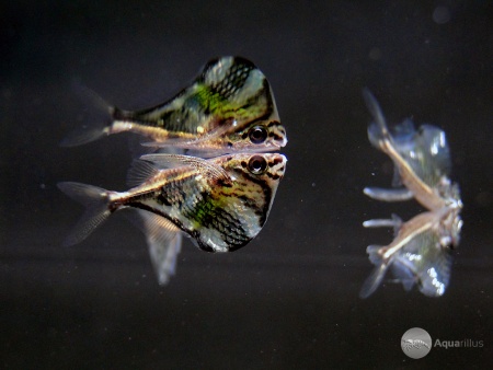 Карнегиелла мраморная (Carnegiella strigata)