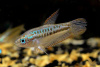 Гурами Карликовый Искрящийся (Пумила) (Trichopsis pumila) 2,2-2,5 см