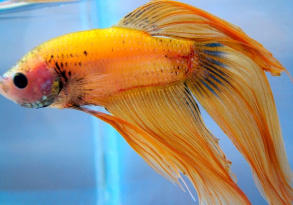 Петушок Вуалехвостый  желтый самец (Betta-splendens-platinum-Veiltail-yelloy)