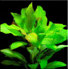 Гигрофила лимонник "Компакт" (Hygrophila corymbosa "Compact")