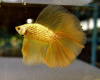 Петушок Халф Мун золотой самец( Betta male Halfmoon gold)