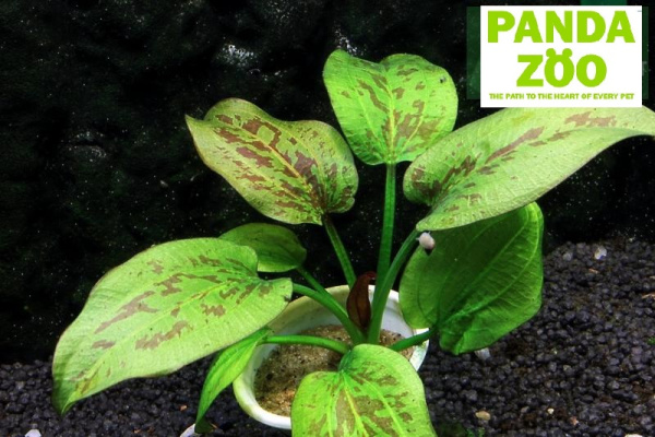 Echinodorus Quadricolor- Эхинодорус Квадриколор E193